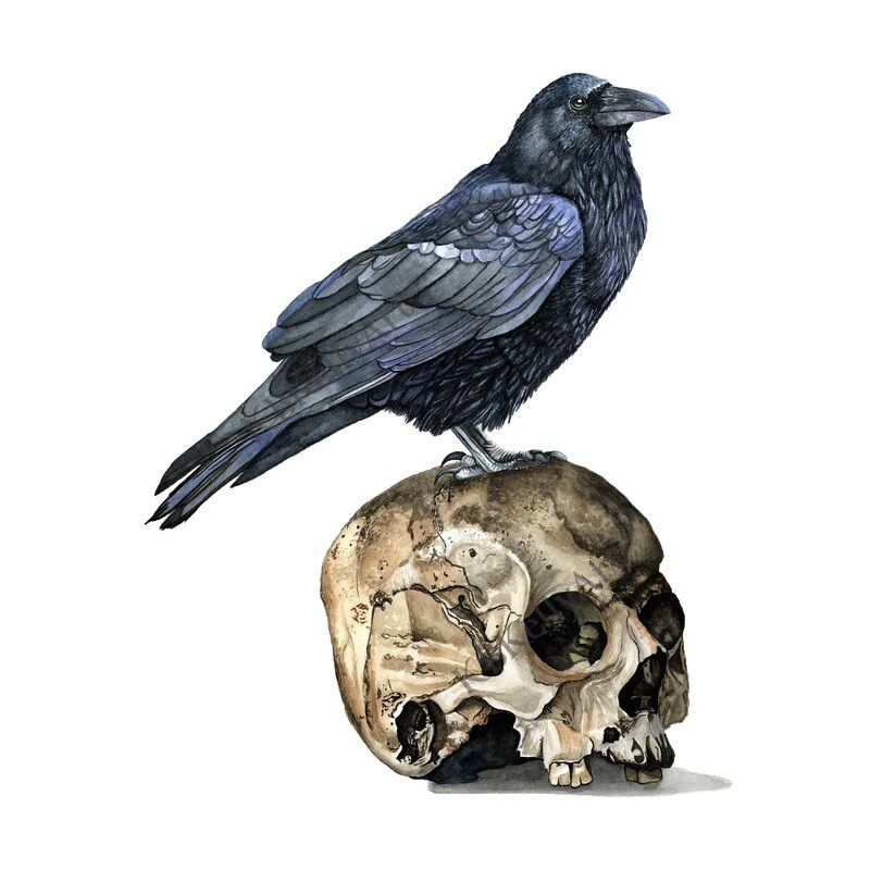 Raven on Skull Watercolor Print Edgar Allan Poe The Raven Art Print Halloween Wall Art Black Bird Decor Gothic Raven Decor Halloween Gifts